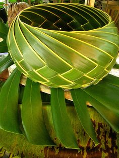 a large green plant with long leaves on it's side and red border around the edges