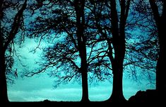 two trees are silhouetted against a blue sky with dark clouds in the foreground