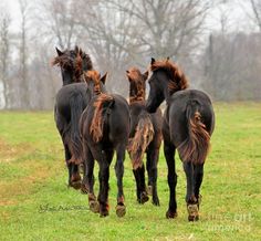 several horses are walking in the grass together