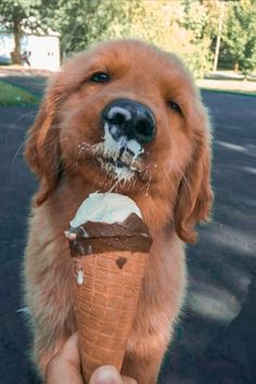 a dog eating an ice cream cone with the caption new apartment pet amenities you don't know about