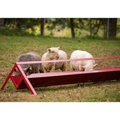 three animals are standing in the grass near a red structure and some trees behind them