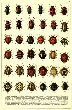 the different types of bugs and their colors are shown in this illustration from an old book