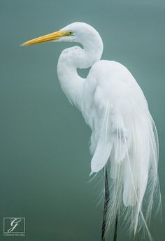 the large white bird is standing in the water