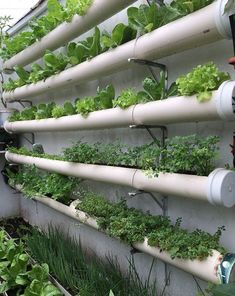 an outdoor garden with many plants growing on pipes attached to the side of a building