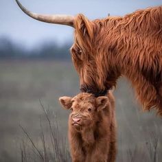 a baby cow standing next to an adult bull in a field with long hair on it's head