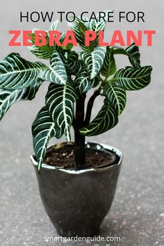 a small potted plant with the words how to care for zebra plant in it