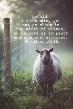 a sheep standing in the grass next to a fence with a bible verse written on it