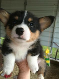 a small black and white dog sitting on top of someone's hand in front of a shed