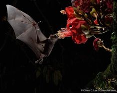 a bat hanging upside down on some flowers