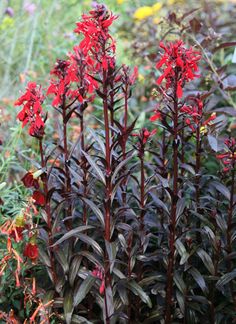 red flowers are blooming in the garden next to some green grass and plants with purple leaves