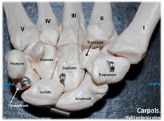 an image of the foot bones with different parts labeled in english and latin words on it