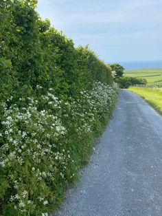 an empty road with white flowers on the side and green grass in the back ground