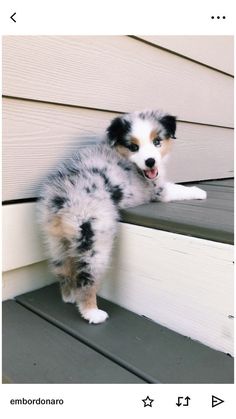 a small dog standing on top of a wooden step