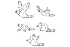 four birds flying in the air with their wings spread out and one bird has it's beak open