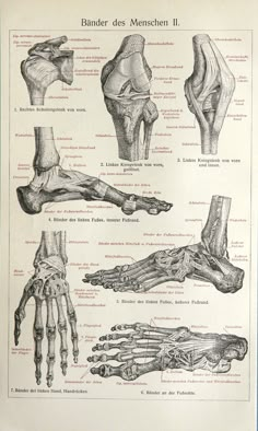 an old medical poster shows different types of foot and ankle bones, from the 19th century