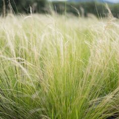 some very pretty tall grass in a field