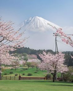 there is a mountain in the background with pink flowers on trees and grass around it