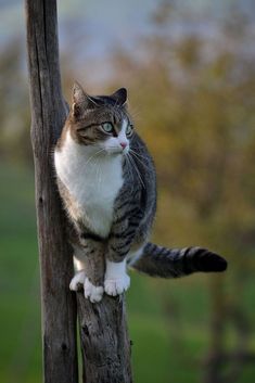 a cat sitting on top of a wooden pole