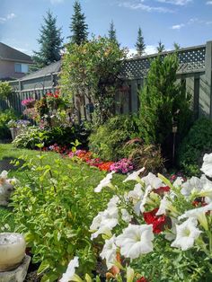 the garden is full of white and red flowers