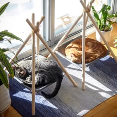 two cats laying on their beds in front of a window with potted plants next to them