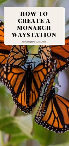 three monarch butterflies with the title how to create a monarch waystation