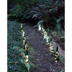 there are many bottles that have lights on them in the grass and plants along the path