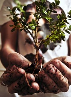 a person holding a small tree in their hands