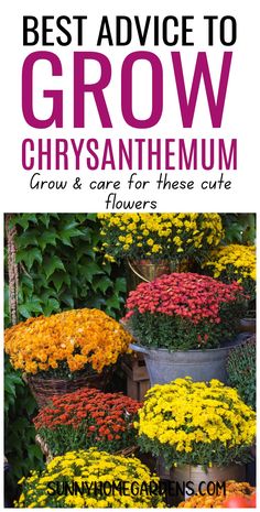 the best advice to grow chrysanthemum for those cute flowers in pots