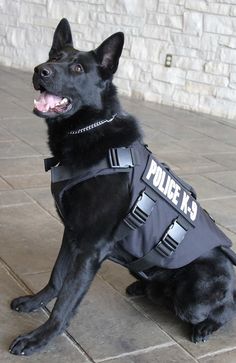 a black dog wearing a police vest sitting on the ground