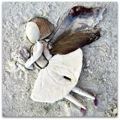 a dead bird on the ground with its wings spread out and shells scattered around it