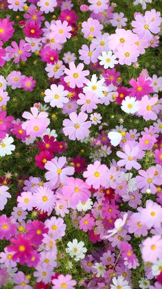 many pink and white flowers are in the grass