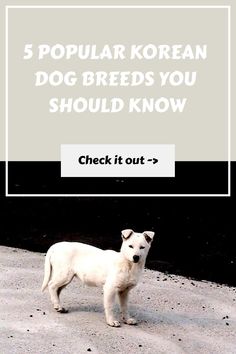 Koreans consume dogs, so it might be a bit confusing when we talk about Korean dog breeds.