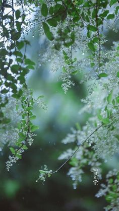 green leaves and white flowers in the rain