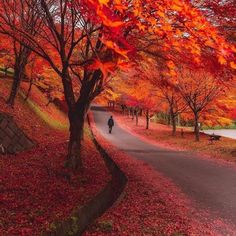 a person walking down a path in the fall