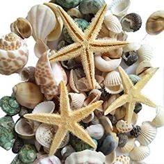 sea shells and starfish on a white surface