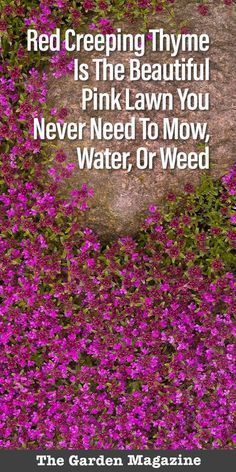 Growing Red Creeping Thyme, When To Plant Creeping Thyme, Red Creeping Thyme How To Plant, Drought Tolerant Garden Ideas, Red Thyme Ground Cover, Creeping Thyme Landscaping, Easy Front Yard Landscaping Ideas Simple, Red Creeping Thyme Ground Cover, Creeping Thyme Ground Cover Lawn Alternative