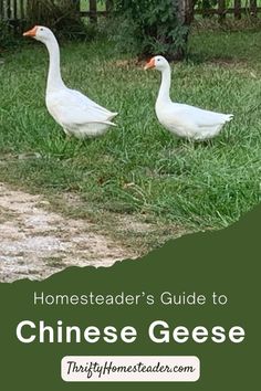 two geese walking in the grass with text overlay that reads homesteader's guide to chinese geese