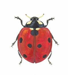 a drawing of a lady bug on a white background