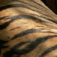 an animal's fur is shown with black and brown stripes