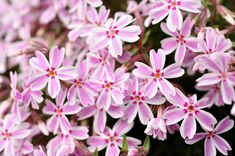 Phlox subulata (Creeping Phlox, Flowering Moss, Ground Pink, Moss Phlox, Moss Pink, Moss-pink, Mountain Pink, Rock Phlox, Thrift) | North Carolina Extension Gardener Plant Toolbox Phlox Subulata, Moss Phlox, Creeping Phlox, Native Plant Gardening, Plant Problems, Pink Garden, Lotus Flowers, Woodland Garden, Evergreen Shrubs