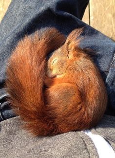 a baby oranguel curled up asleep on someone's lap