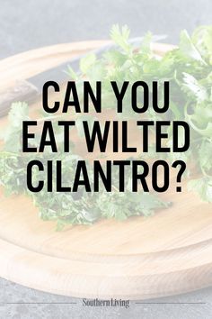 Cilantro is an herb we use often for adding a touch of freshness to salsa, guacamole, dips, salad dressings, and condiments. It's a beautiful garnish for soups and stews, and its vibrant, green shade can add color and flavor while not overpowering a dish. But when the cilantro has been sitting around for a few days and begins to wilt, what happens then? #cilantro #herbs #wiltedcilantro #testkitchen #kitchentips #kitchenstorage