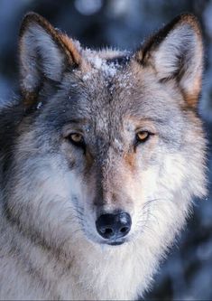 a gray wolf standing in the snow looking at something