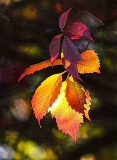 an orange and yellow leaf hanging from a tree