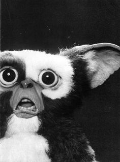 a black and white photo of an animal with big eyes