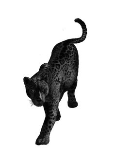 a black and white photo of a leopard