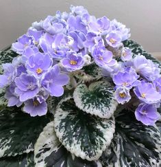 purple and white flowers in a potted plant