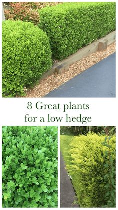 four different types of shrubs with the words 8 great plants for a low hedge