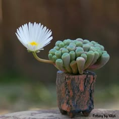 a small white flower sitting on top of a wooden stump