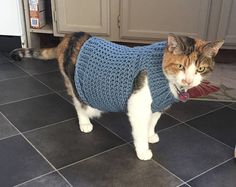 a cat wearing a sweater standing on the kitchen floor